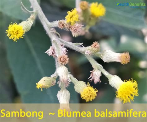 benefits of sambong|Sambong facts and health benefits.